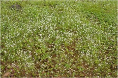 Eriocaulon stellulatum